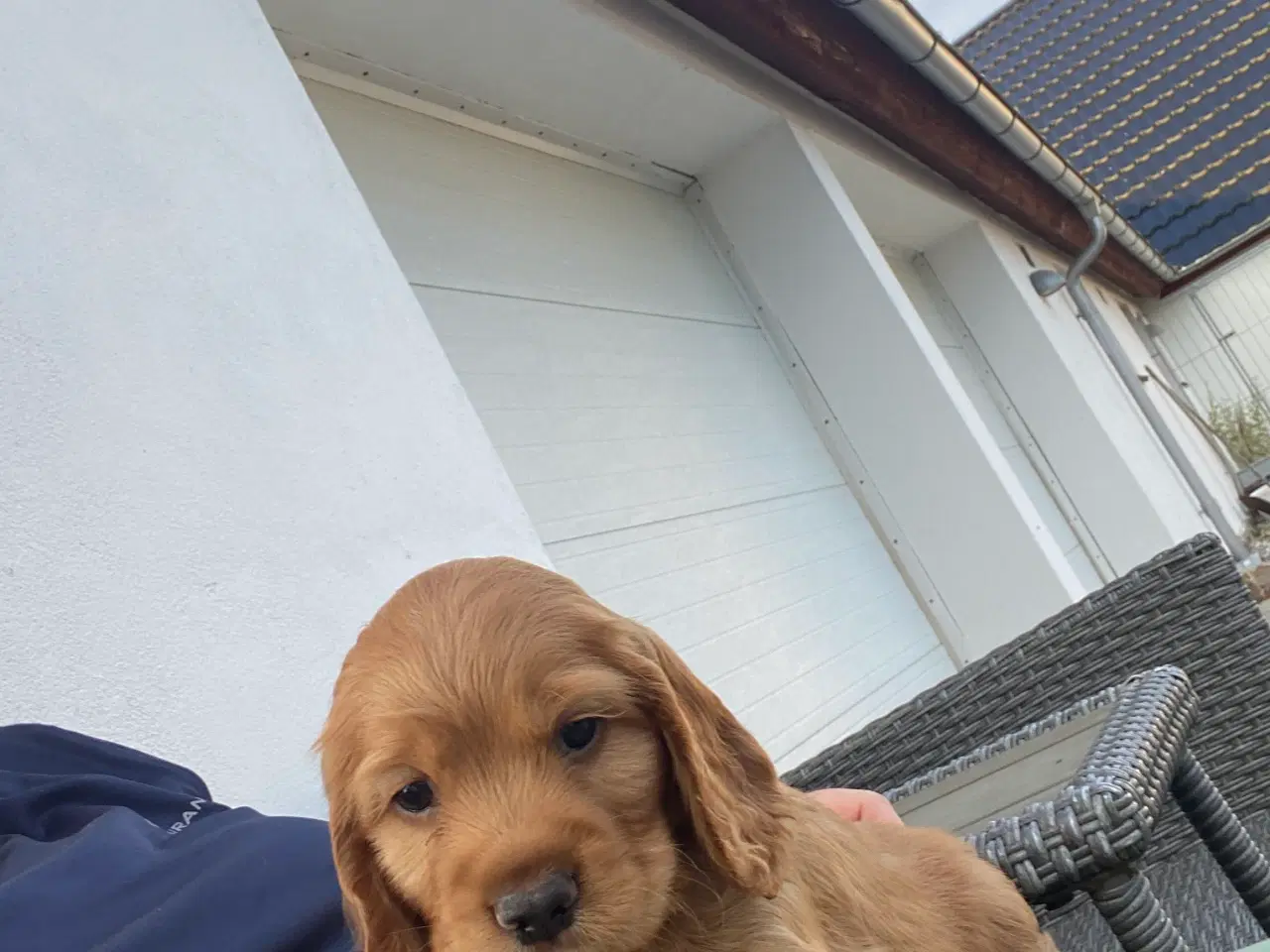 Billede 5 - Friske cockerspaniel hvalpe