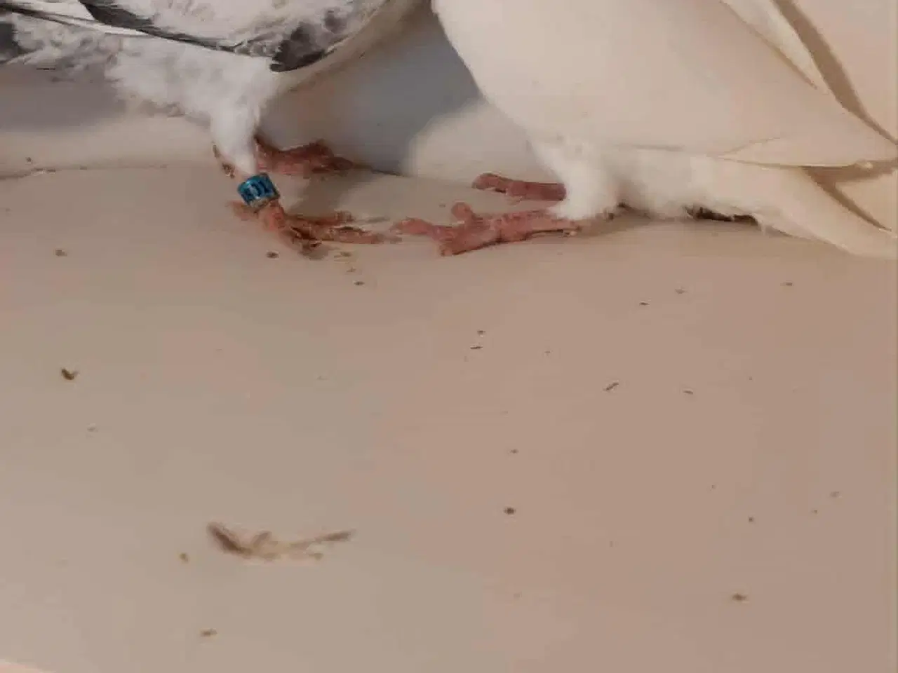 Billede 2 - Brevduer unger