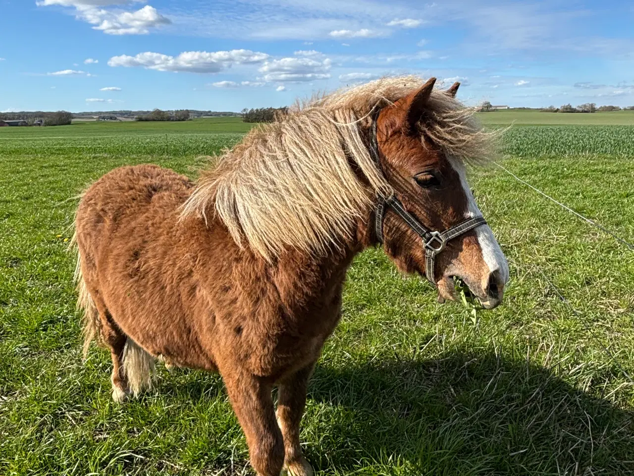 Billede 2 - Sød og rolig 1 års hingst 