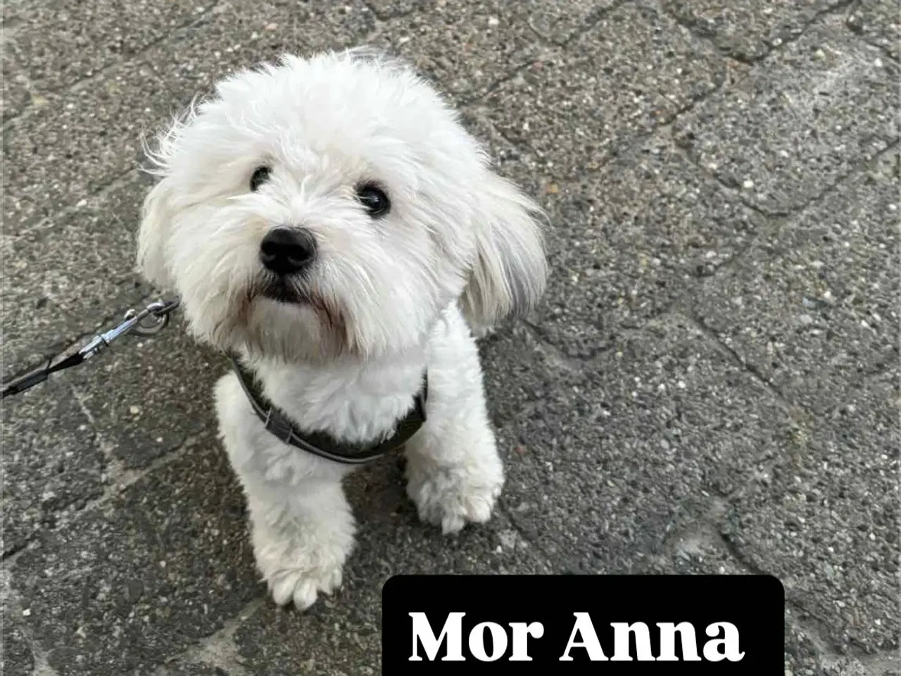 Billede 7 - Coton de tulear med stamtavle