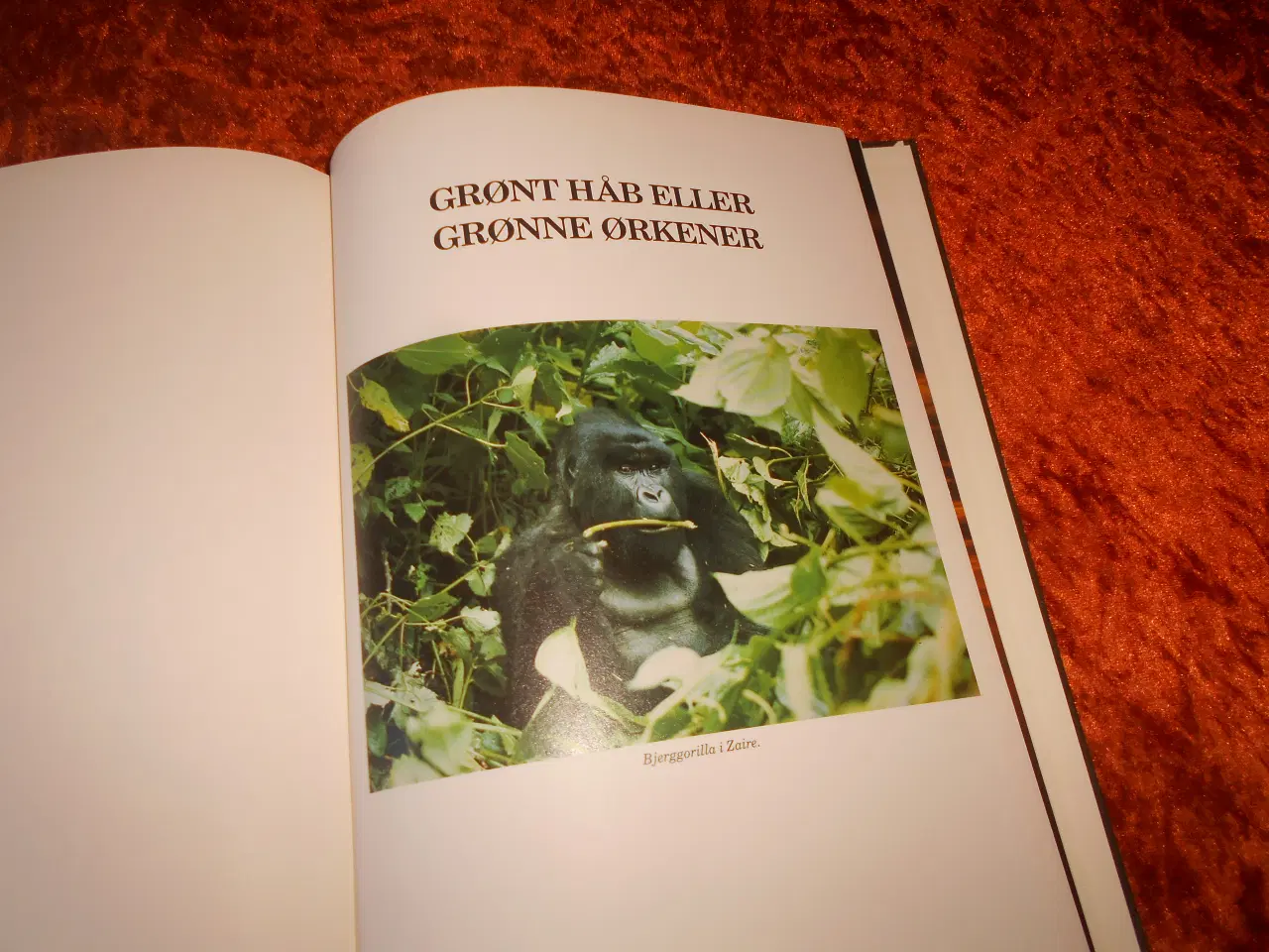 Billede 6 - Regnskove, Jens Søndergård,