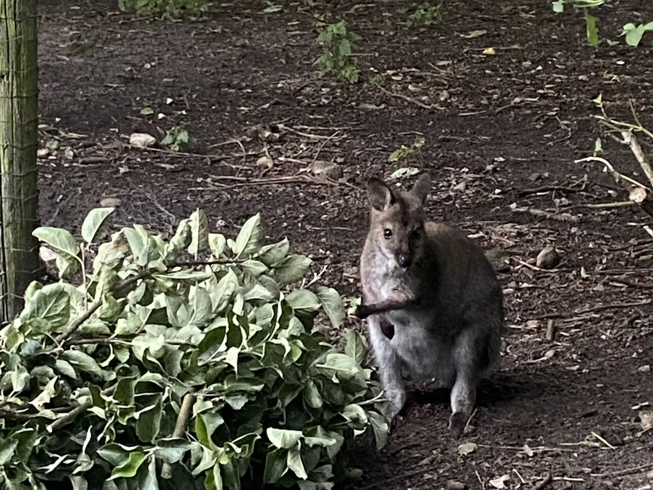 Billede 1 - Bennets kænguru 