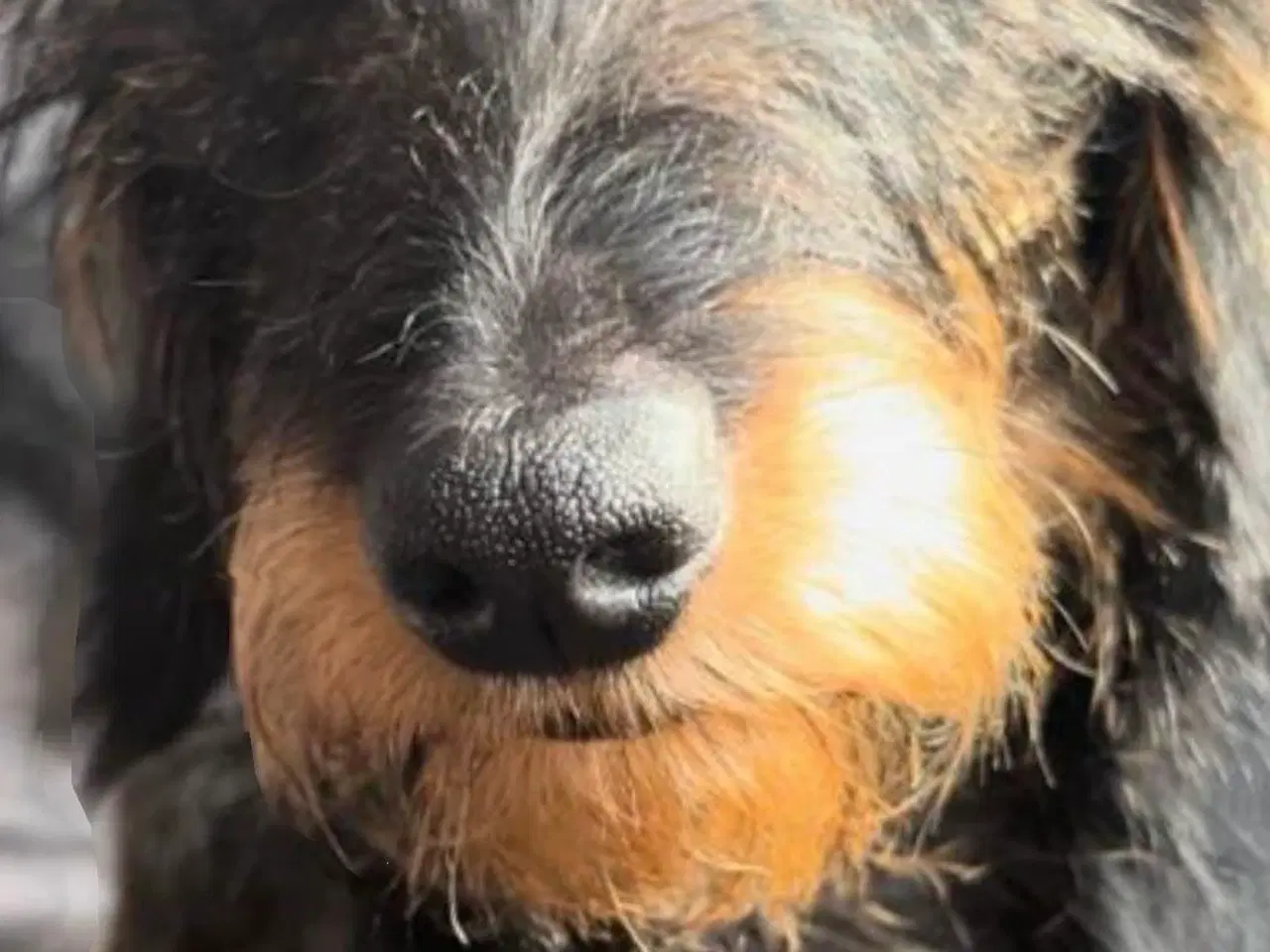 Billede 6 - Ruhåret Gravhund - hvalpe 4 uger