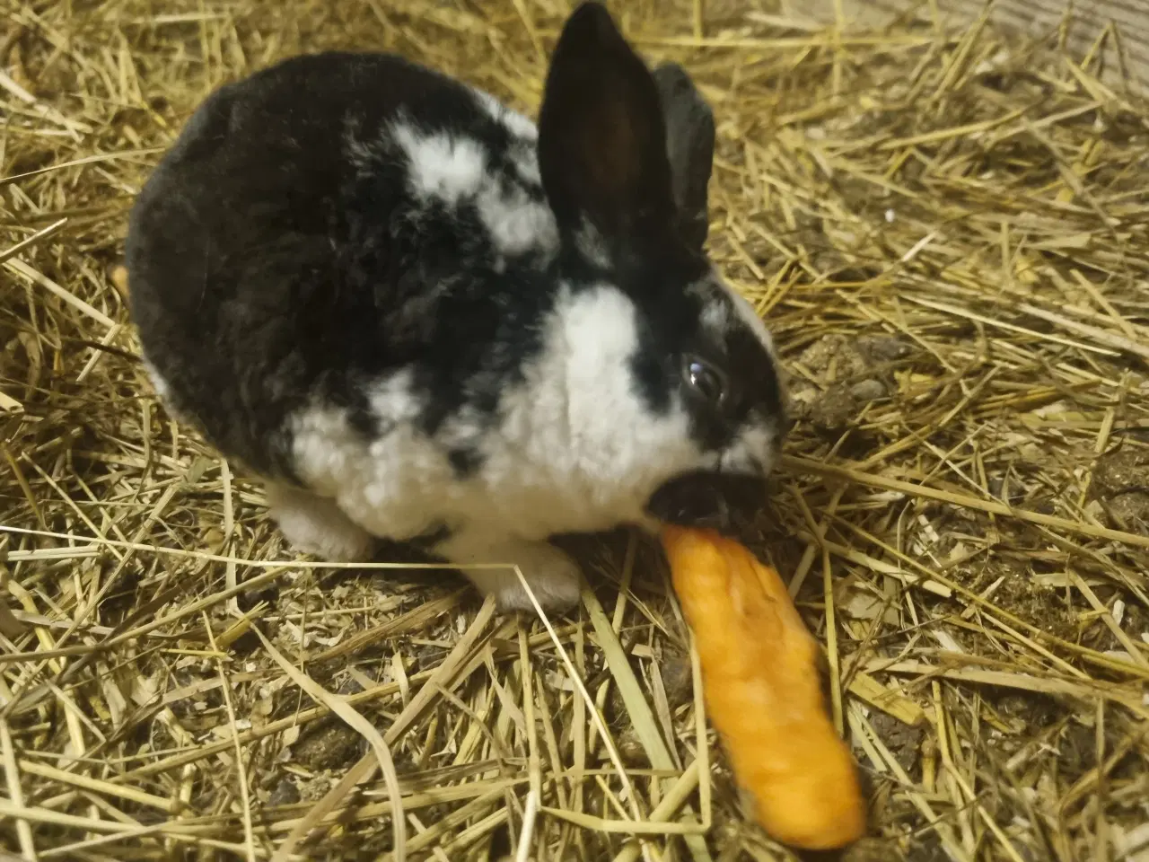 Billede 6 - Kælne Kanin unger