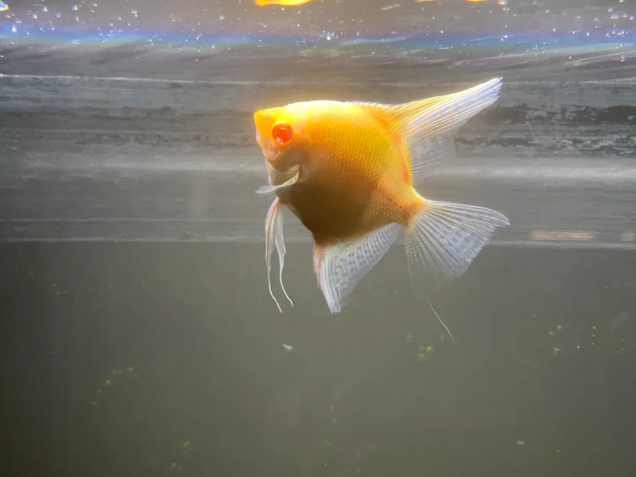 Billede 3 - Akvarie Fisk 4 stk