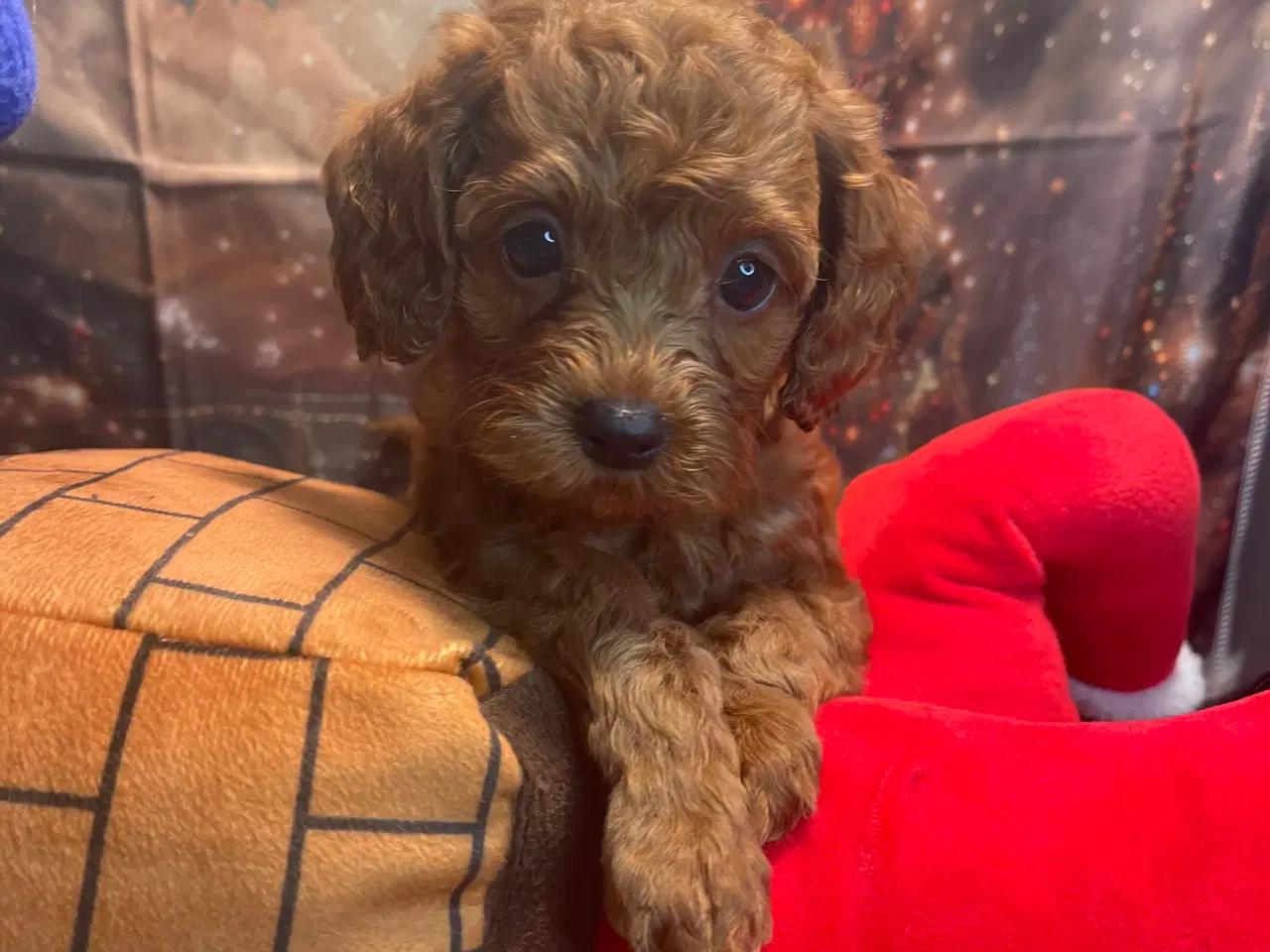 Billede 5 - Mini Amerikansk Cockapoo