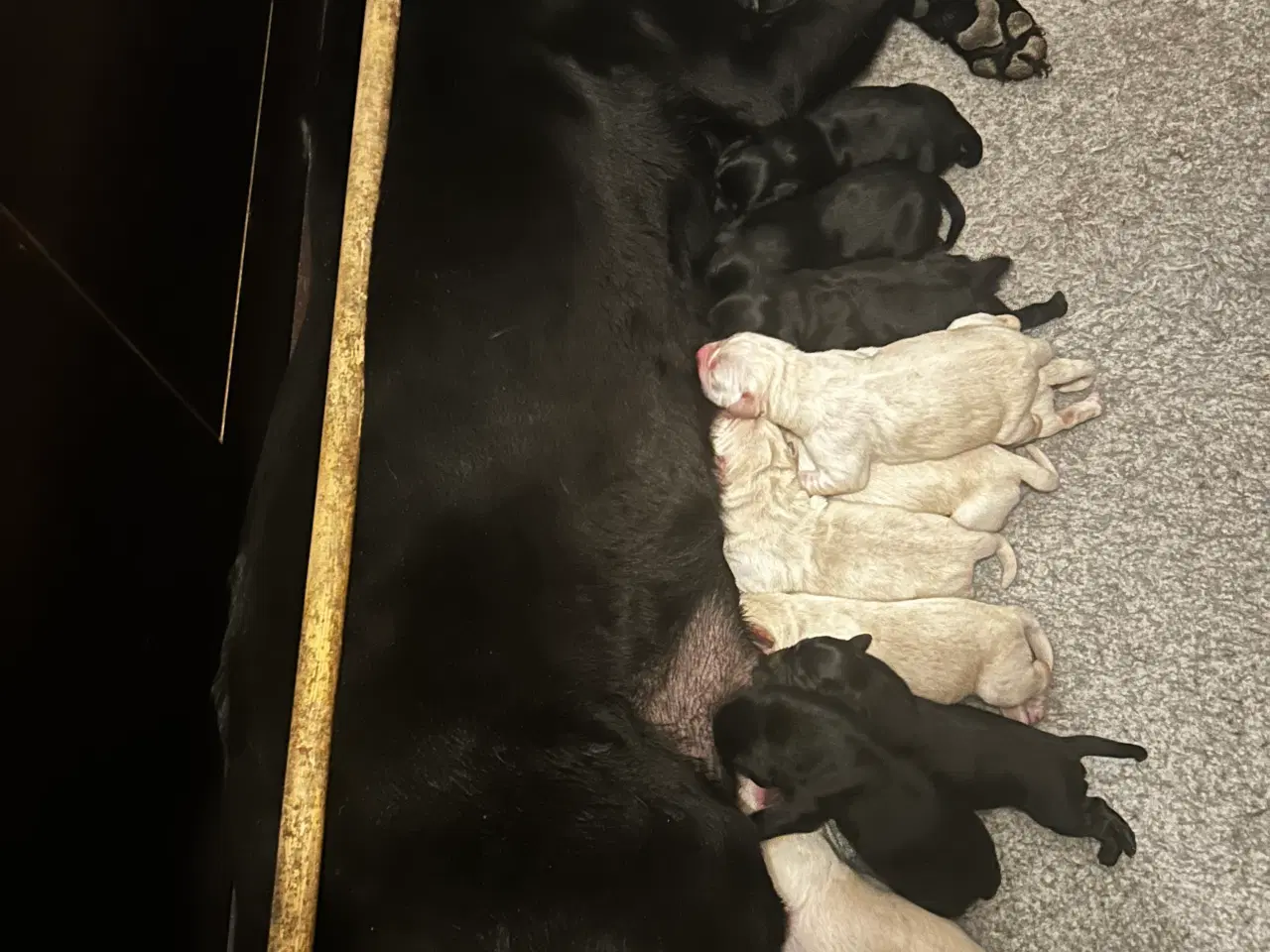 Billede 1 - Golden retriever/ labrador 