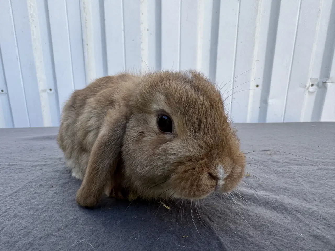 Billede 5 - Dværgvædder hankanin