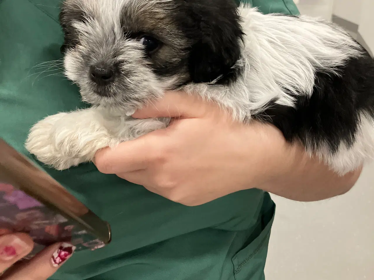 Billede 2 - Små maltipoo klar til kærlghed