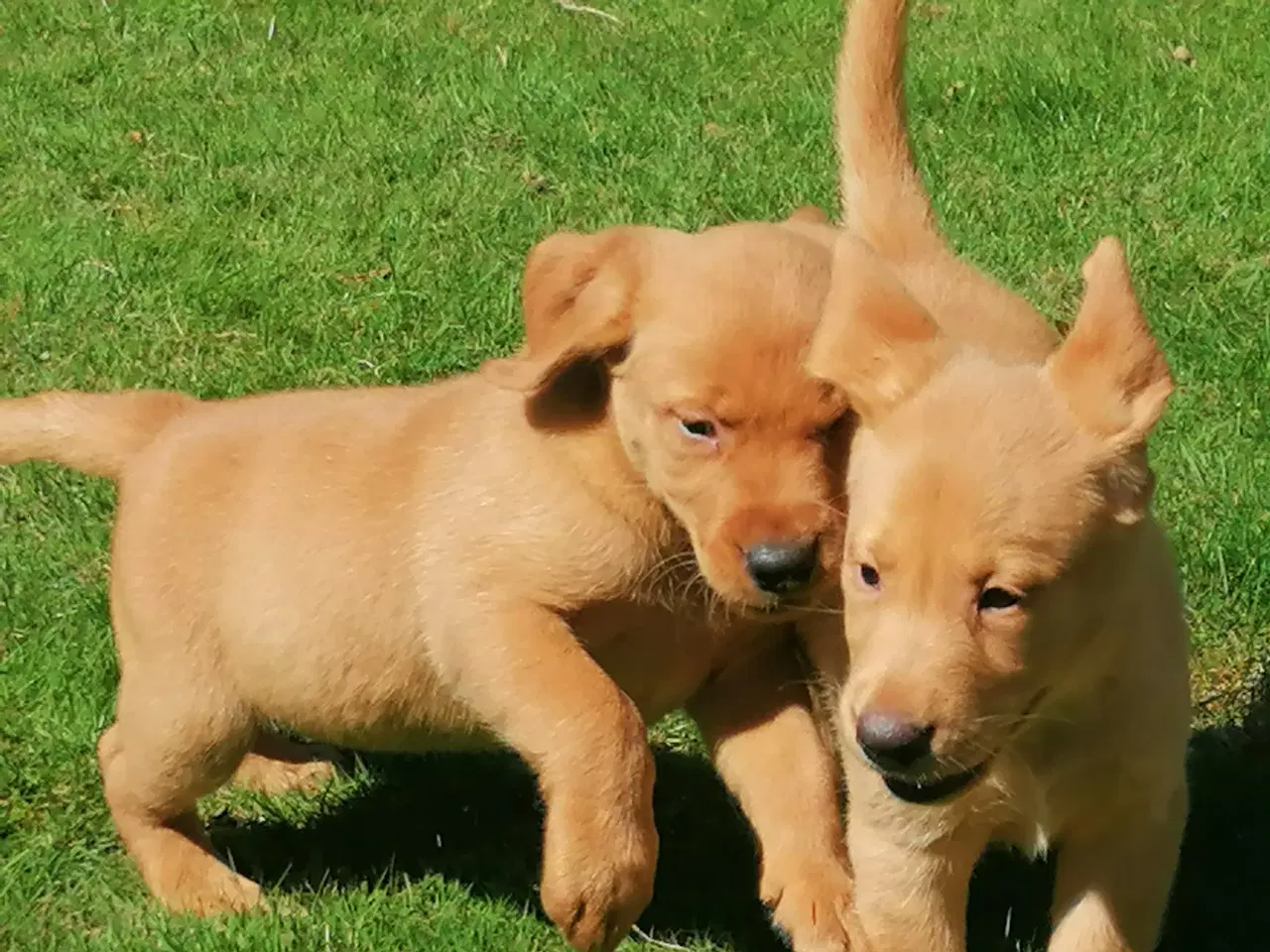 Billede 4 - Red fox Labrador hvalpe sælges