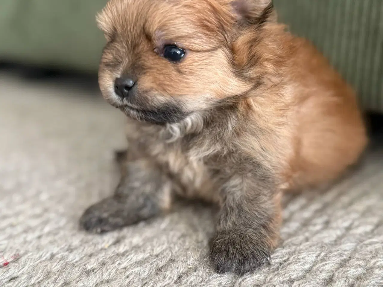 Billede 1 - POMERANIAN HUNDEHVALPE