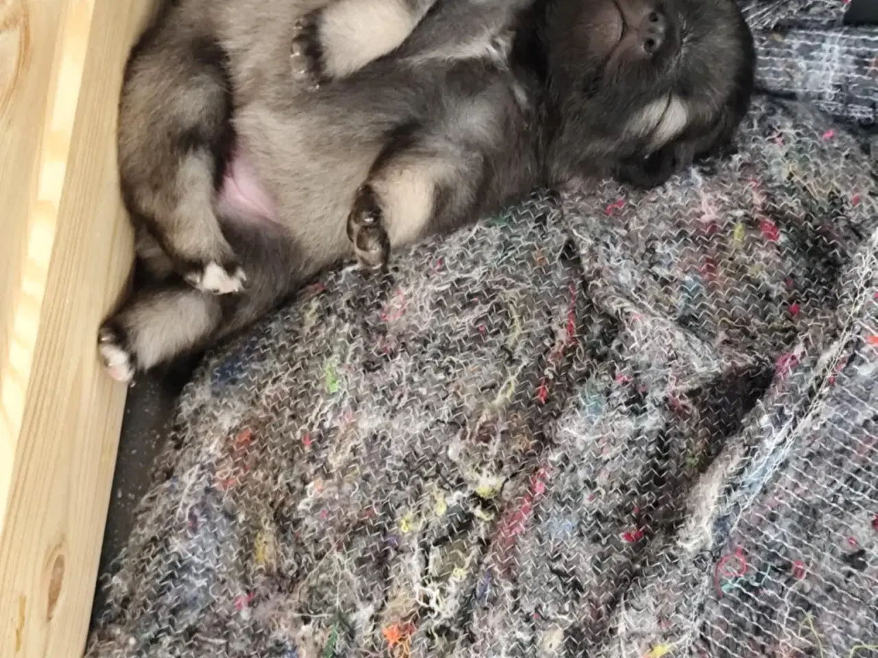 Billede 6 - Keeshond hvalpe