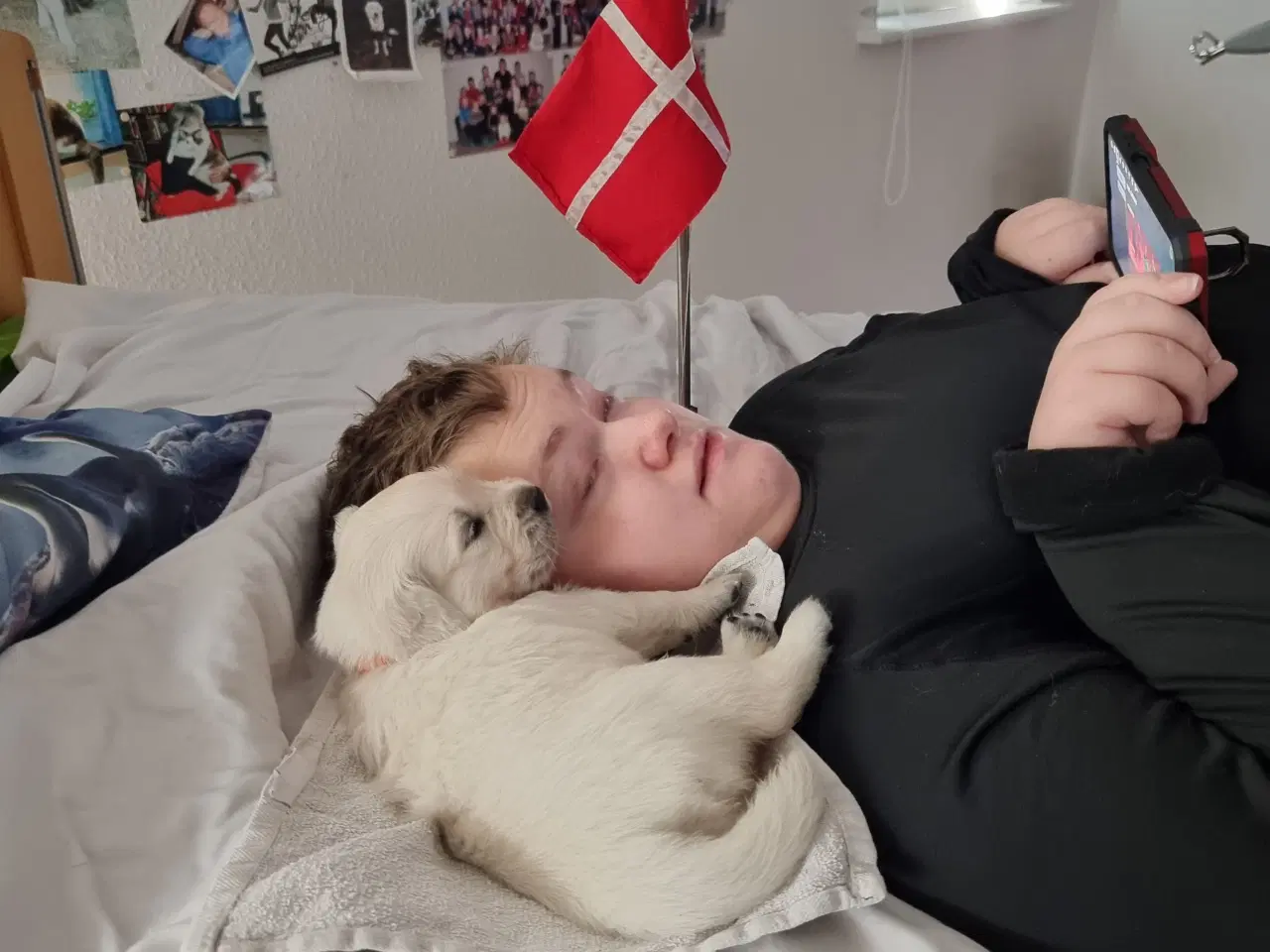 Billede 7 - GOLDEN RETRIEVER HVALPE DKK FORÆLDRE