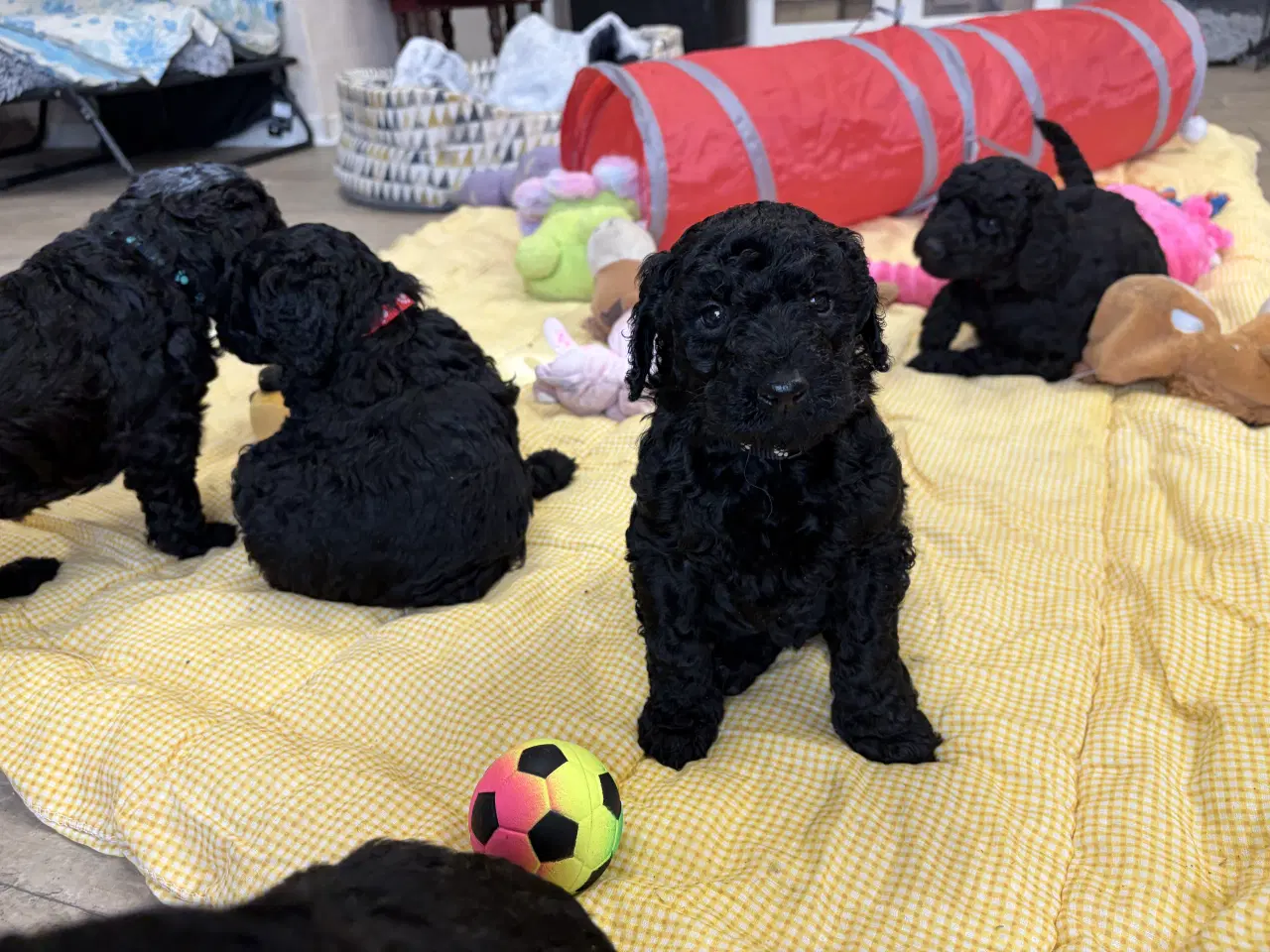 Billede 3 - Ægte mellem/ stor puddel babyer 