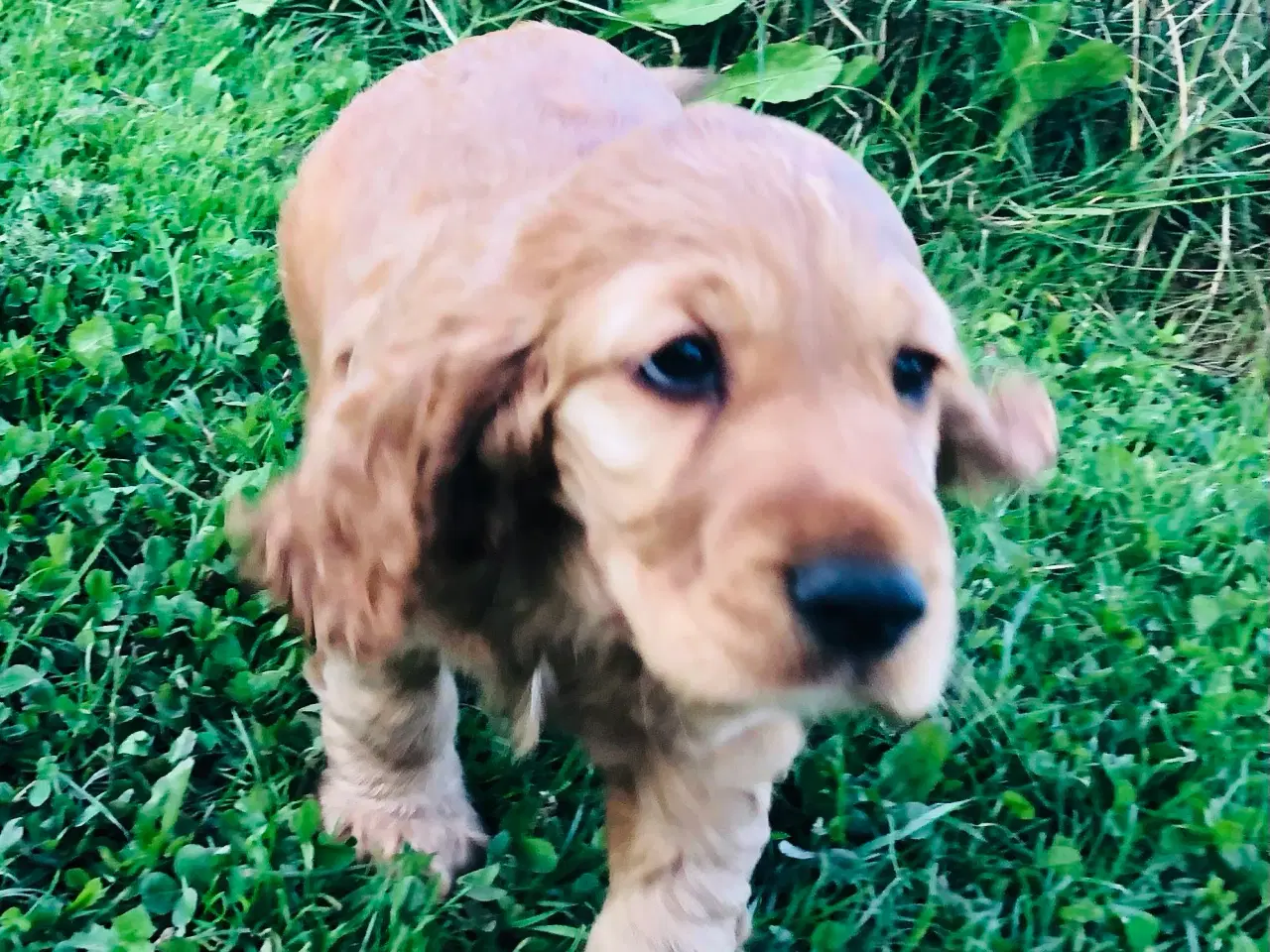 Billede 13 - Engelsk Cocker spaniel