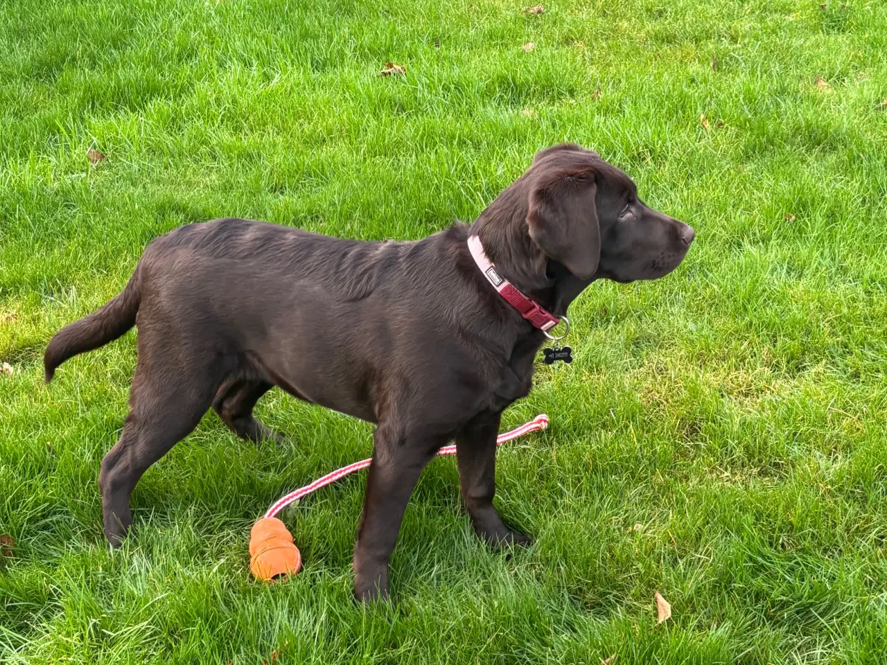 Billede 1 - Brun labadore hvalp på 7 md 