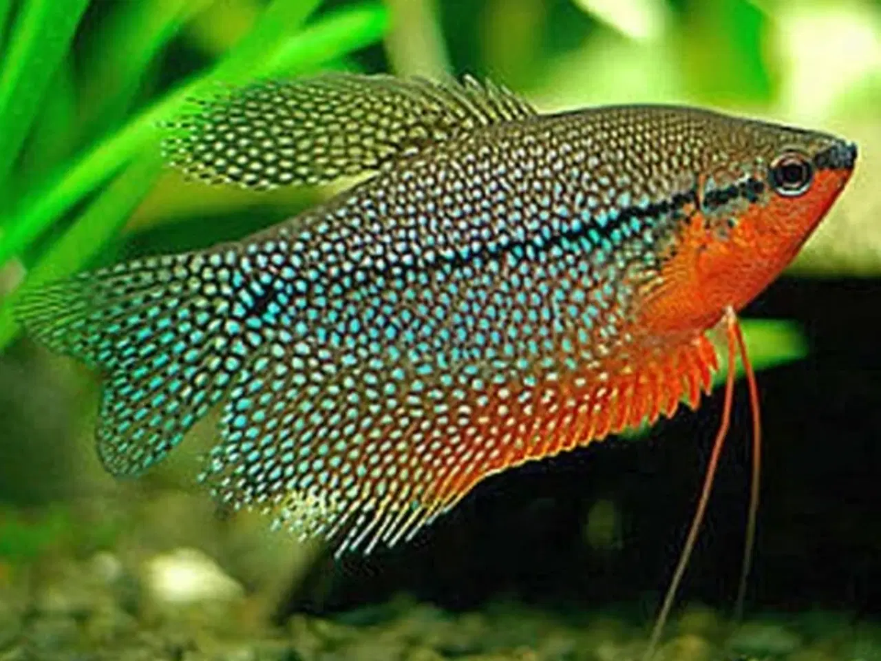 Billede 9 - Flotte akvariefisk