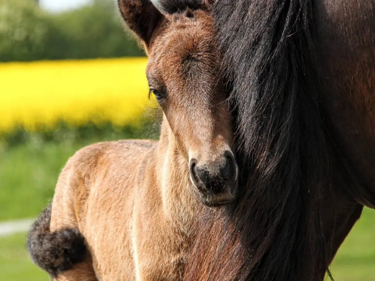 Billede 4 - Avl - Stævne eller Luksus ridehest <3