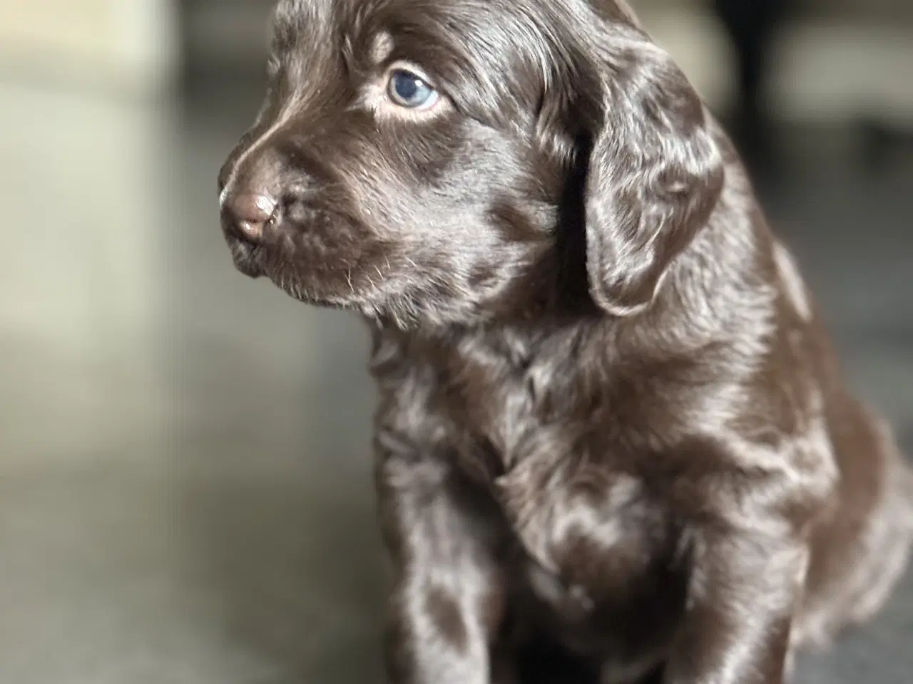 Billede 2 - Hundehvalpe/Tysk Langhåret Hønsehund