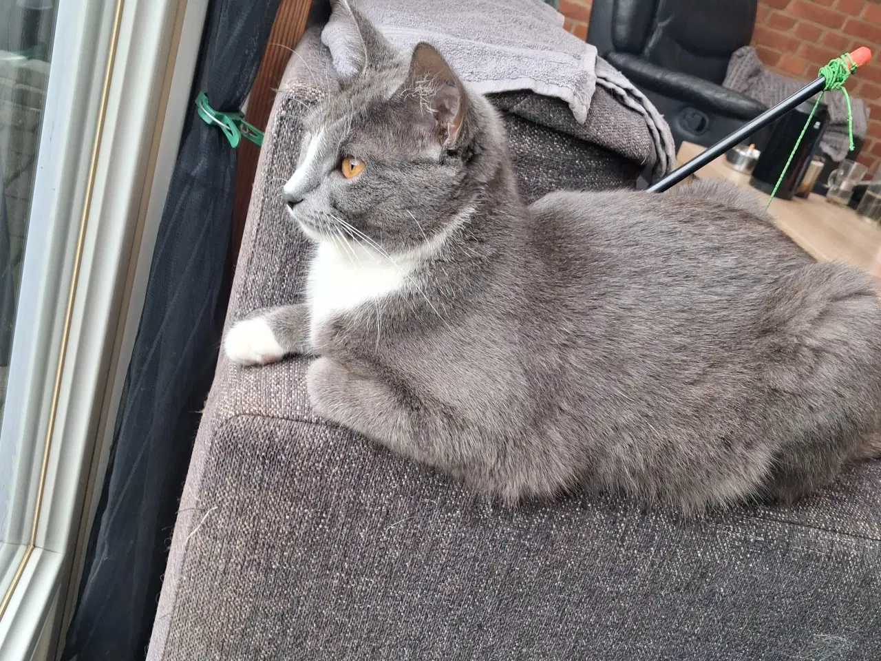 Billede 1 - Hun kat søger et kærligt hjem 