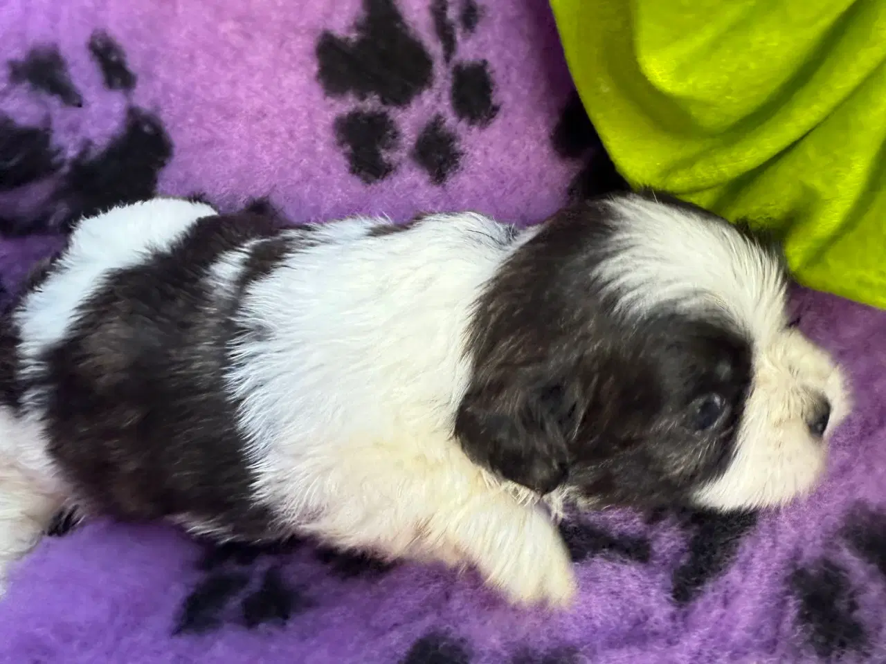 Billede 17 - Shih  tzu-mor/ Coton de Tulear-far