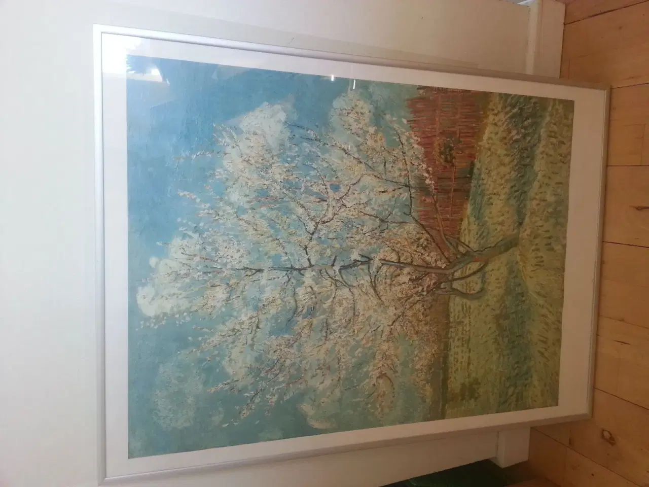 Billede 1 - Van Gogh, ferskentræet