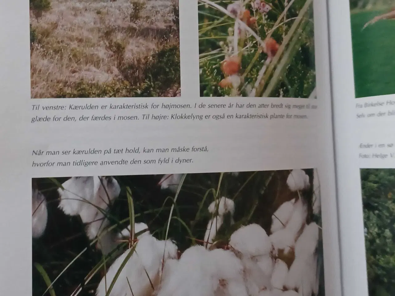 Billede 3 - Ryå og Store Vildmose