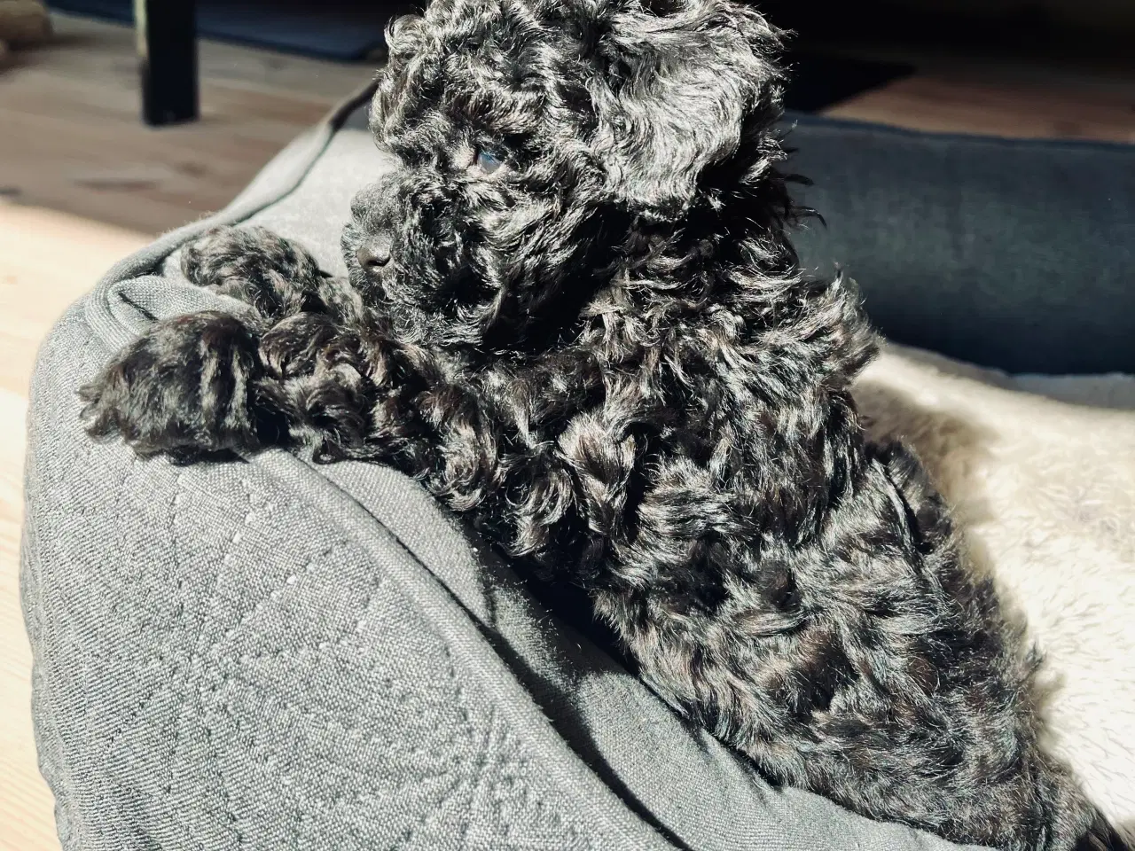 Billede 3 - Toy puddel hvalpe sælges