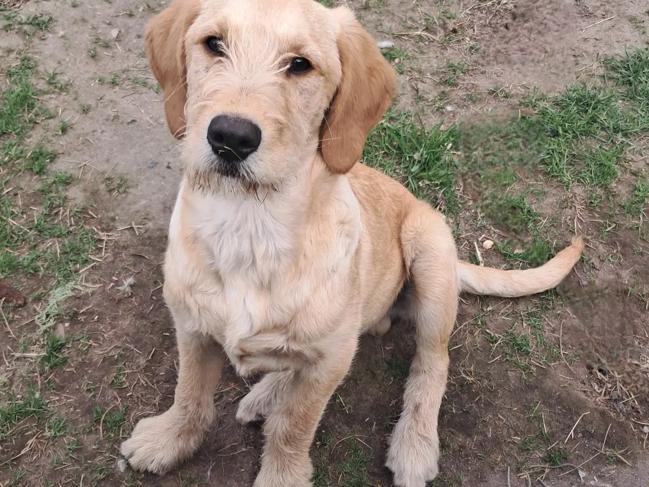 Billede 1 - 2 lækre golden retriever blandinger 