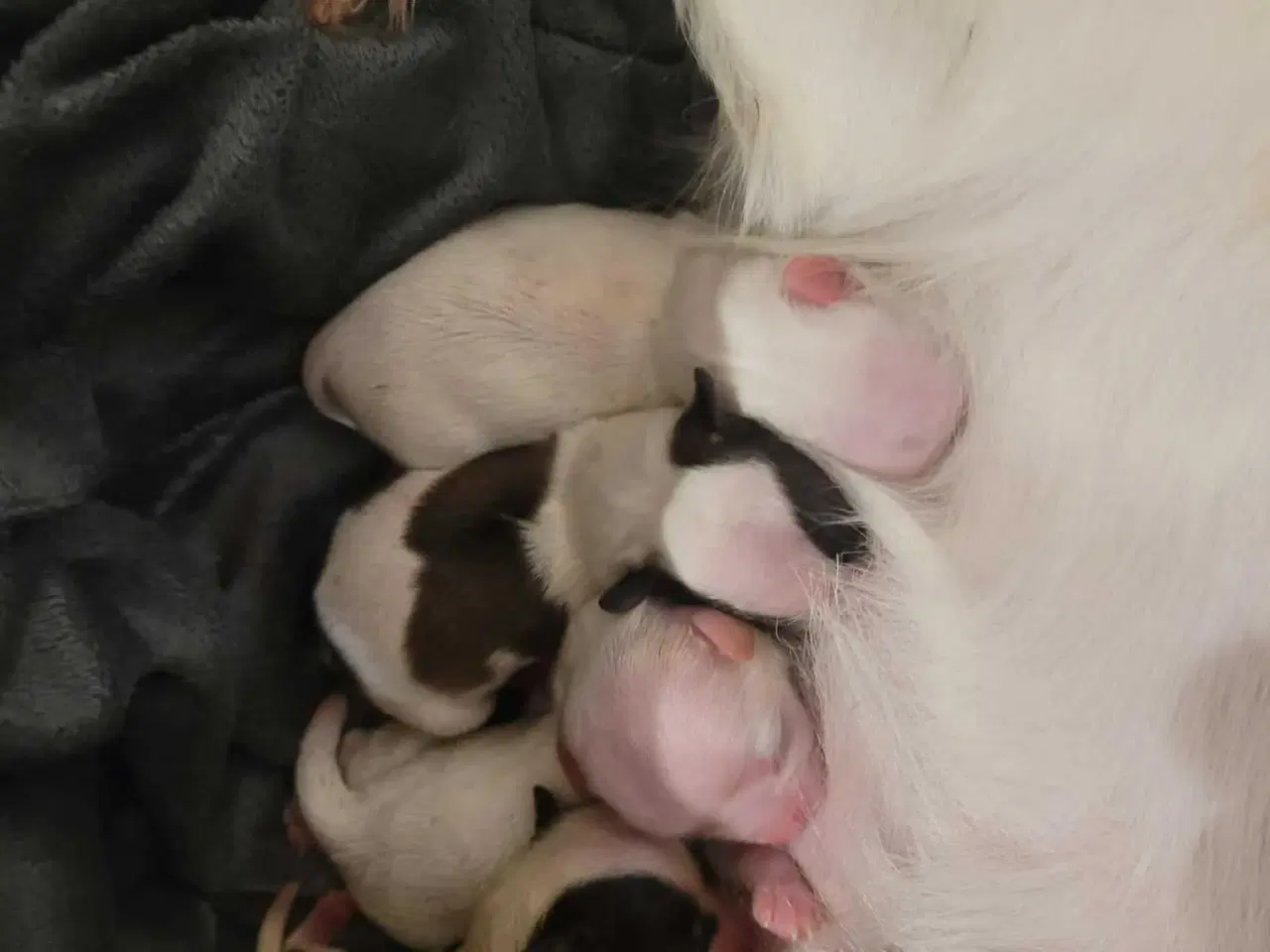 Billede 1 -  Hvalpe ( SOLGT ) 