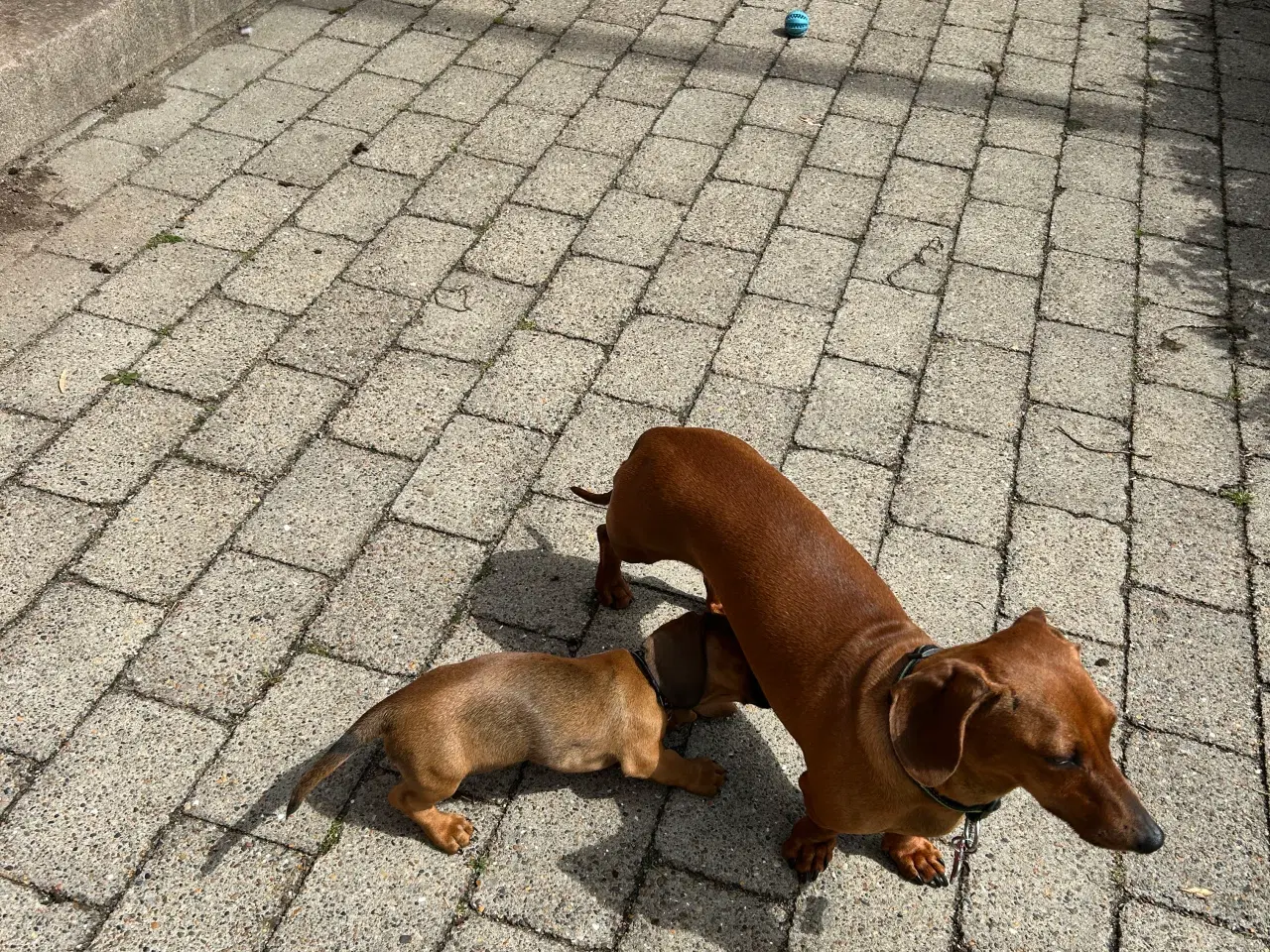 Billede 2 - Gravhund hvalp