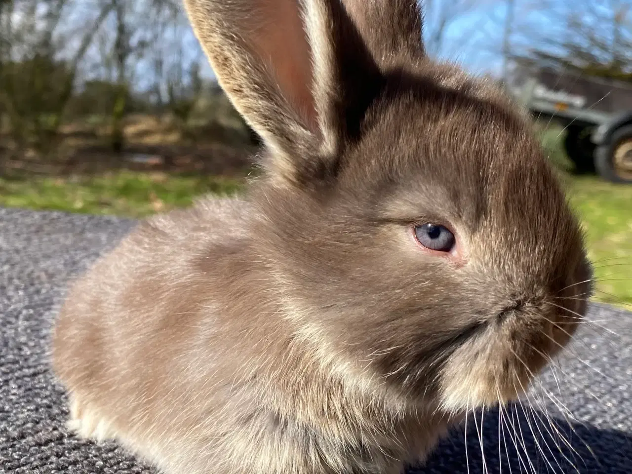 Billede 5 - FRANSK VÆDDER HUN HAVANA OTTER