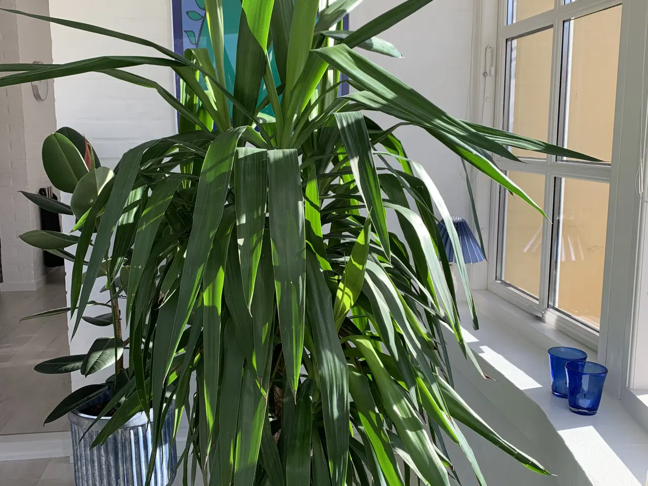 Billede 2 - Stor palme