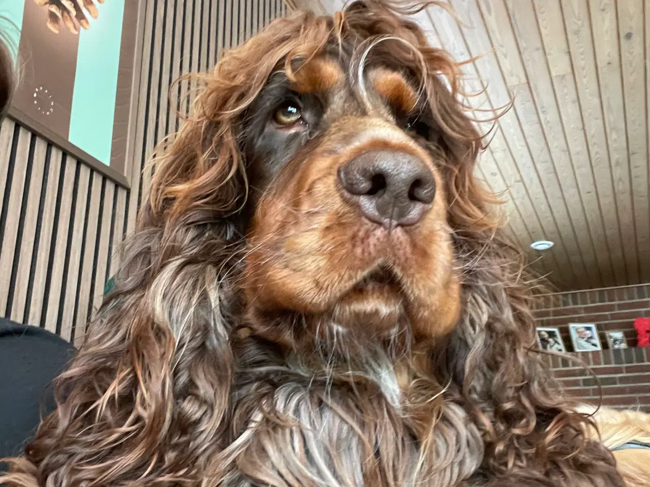 Billede 2 - Avl ikke til salg 