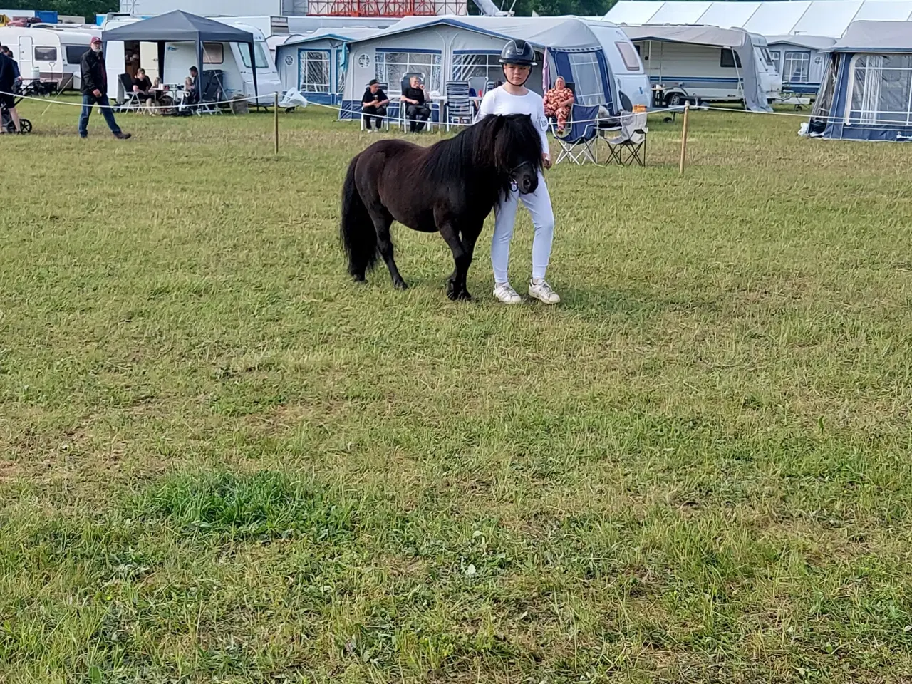 Billede 7 - Kåret Show pony