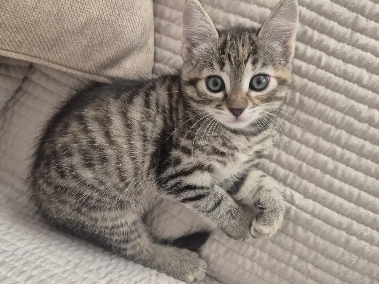 Billede 6 - Killinger - Ragdoll blanding