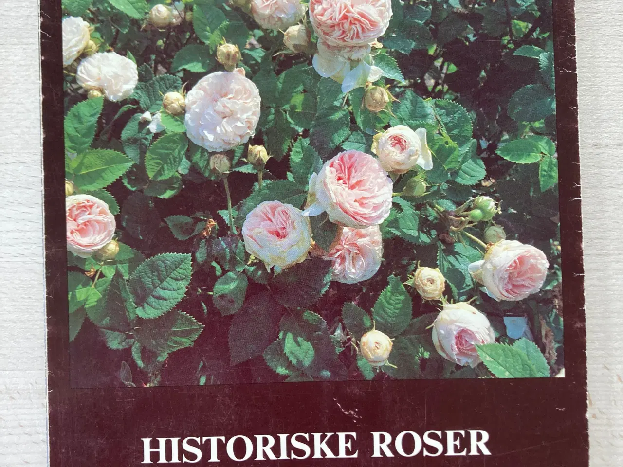 Billede 1 - Historiske roser fra Løve, Torben Thim