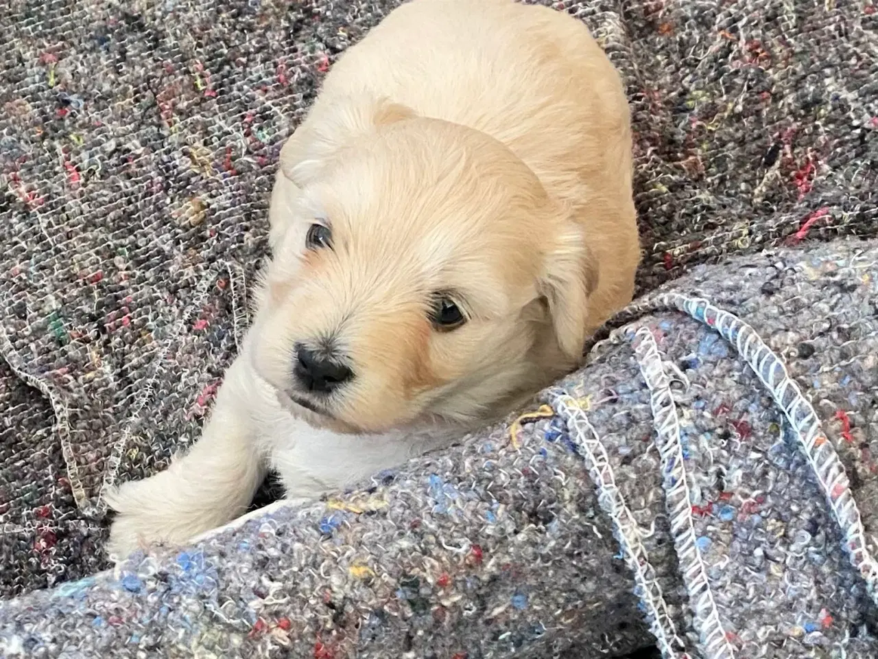 Billede 7 - Bomuldshunde - Havatons 