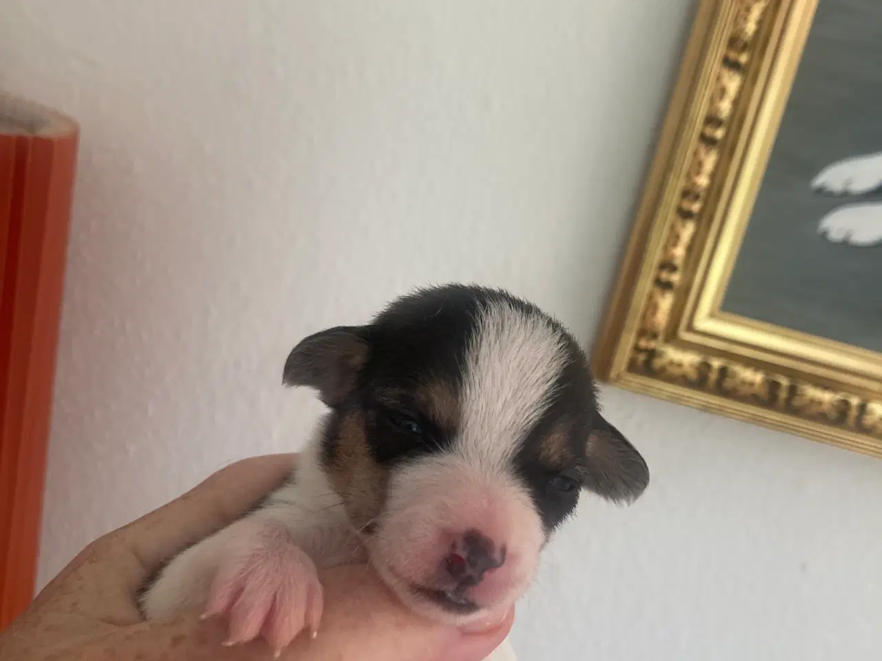 Billede 9 - Dansk/svensk gårdhunde hvalpe