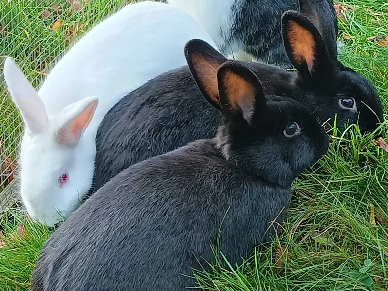 Billede 2 - Hvid Land/Holland