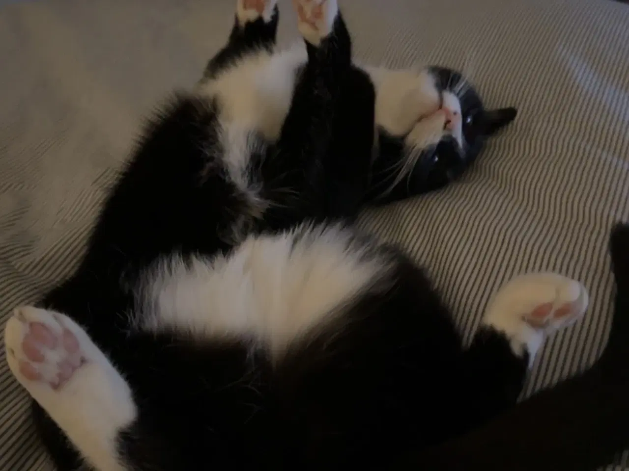 Billede 3 - 🐾 Aya søger nyt kærligt hjem 🐾