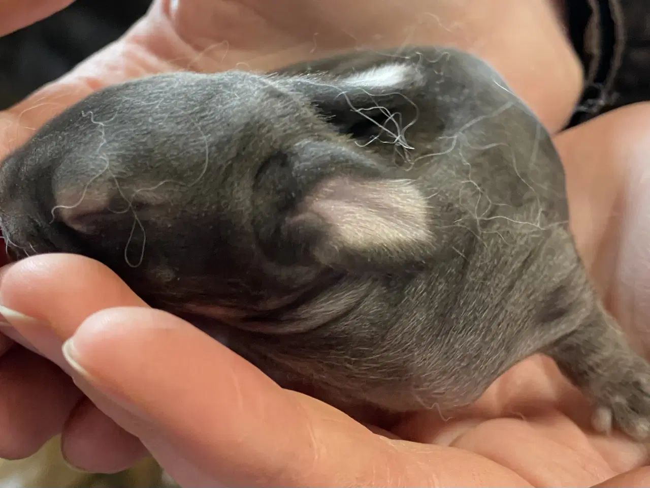 Billede 1 - FRANSK VÆDDER HAN CHINCHILLA