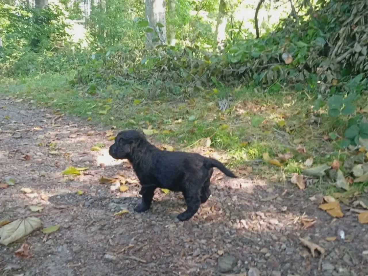 Billede 2 - Allergivenlige labradoodle hvalpe 