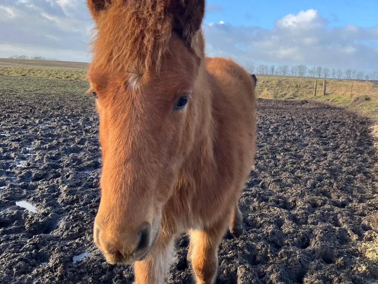 Billede 1 - Ponyføl, hingst