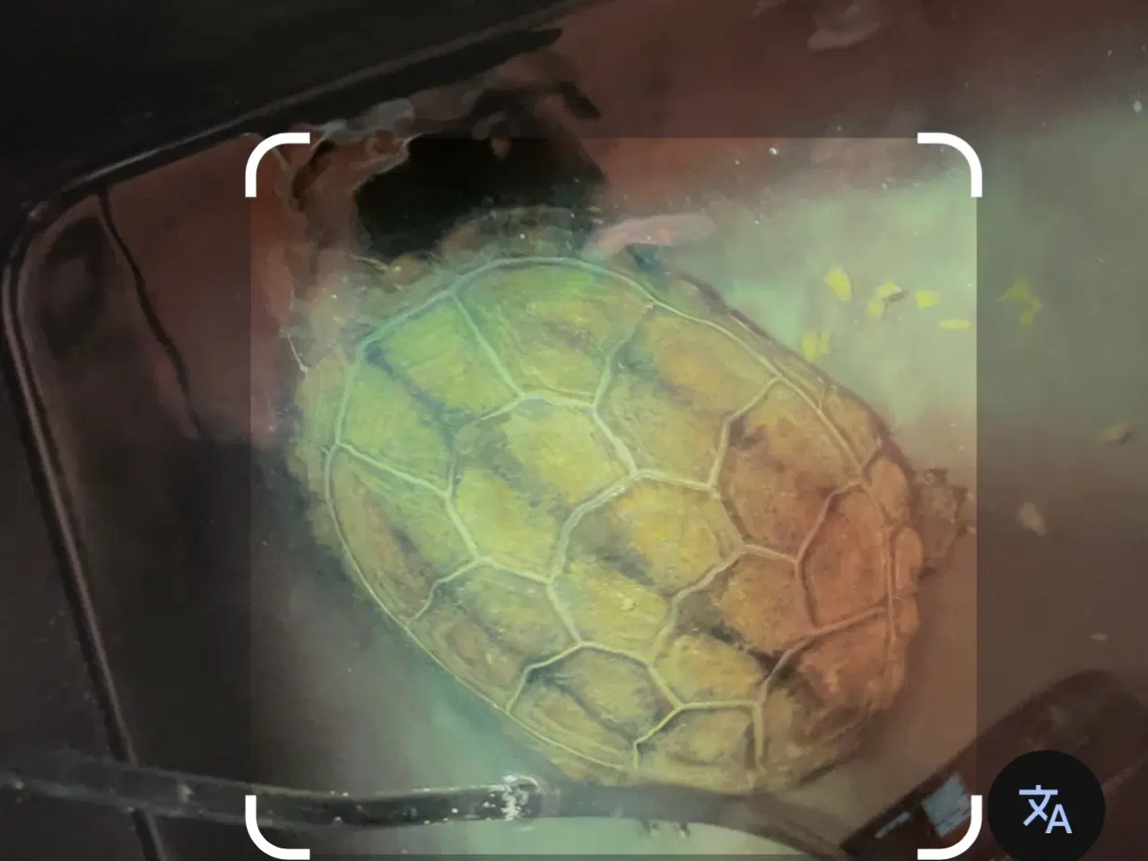 Billede 4 - Skildpadde skildpadder 