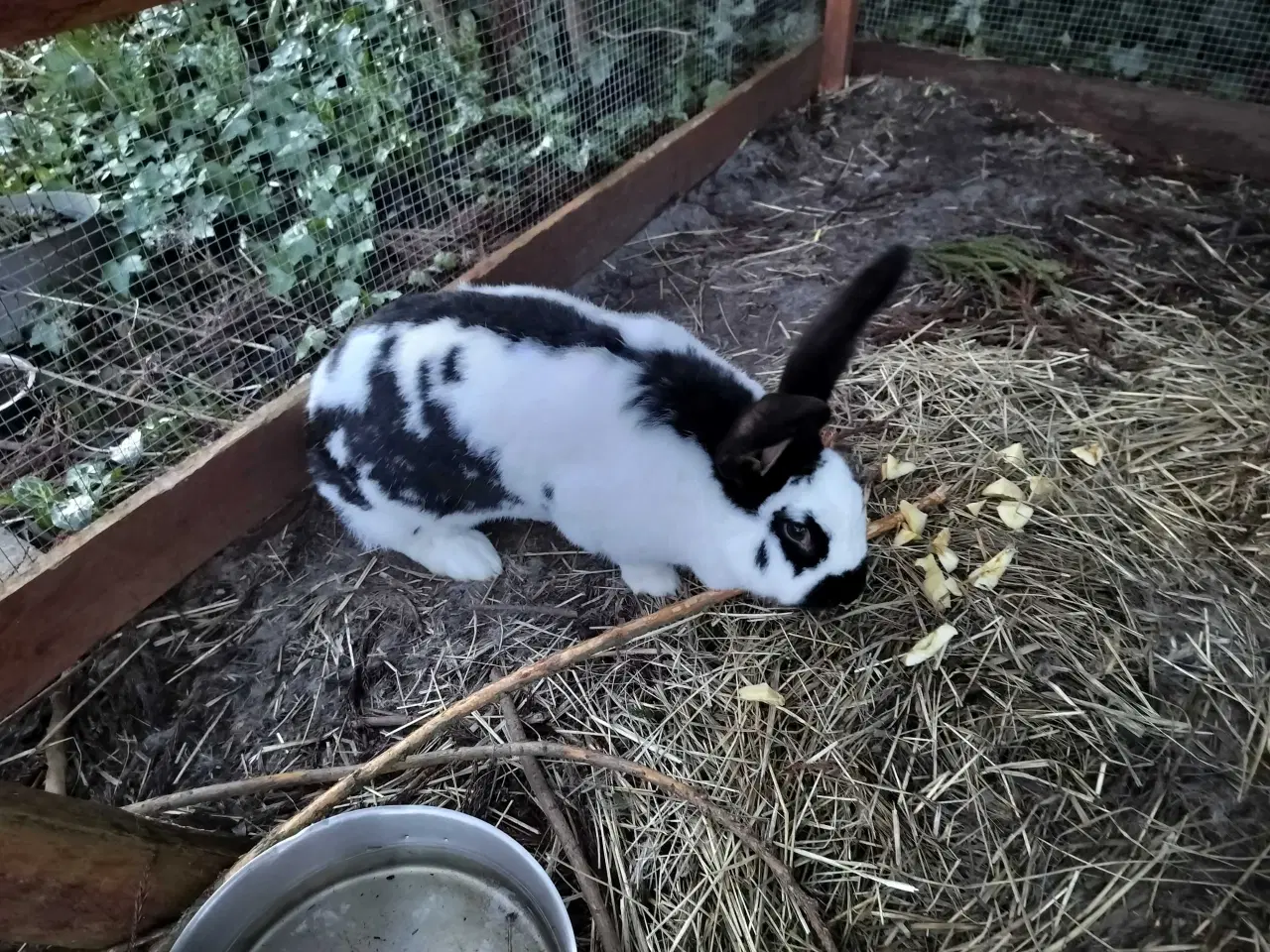 Billede 2 - Tysk slecke og belgisk kæmpe