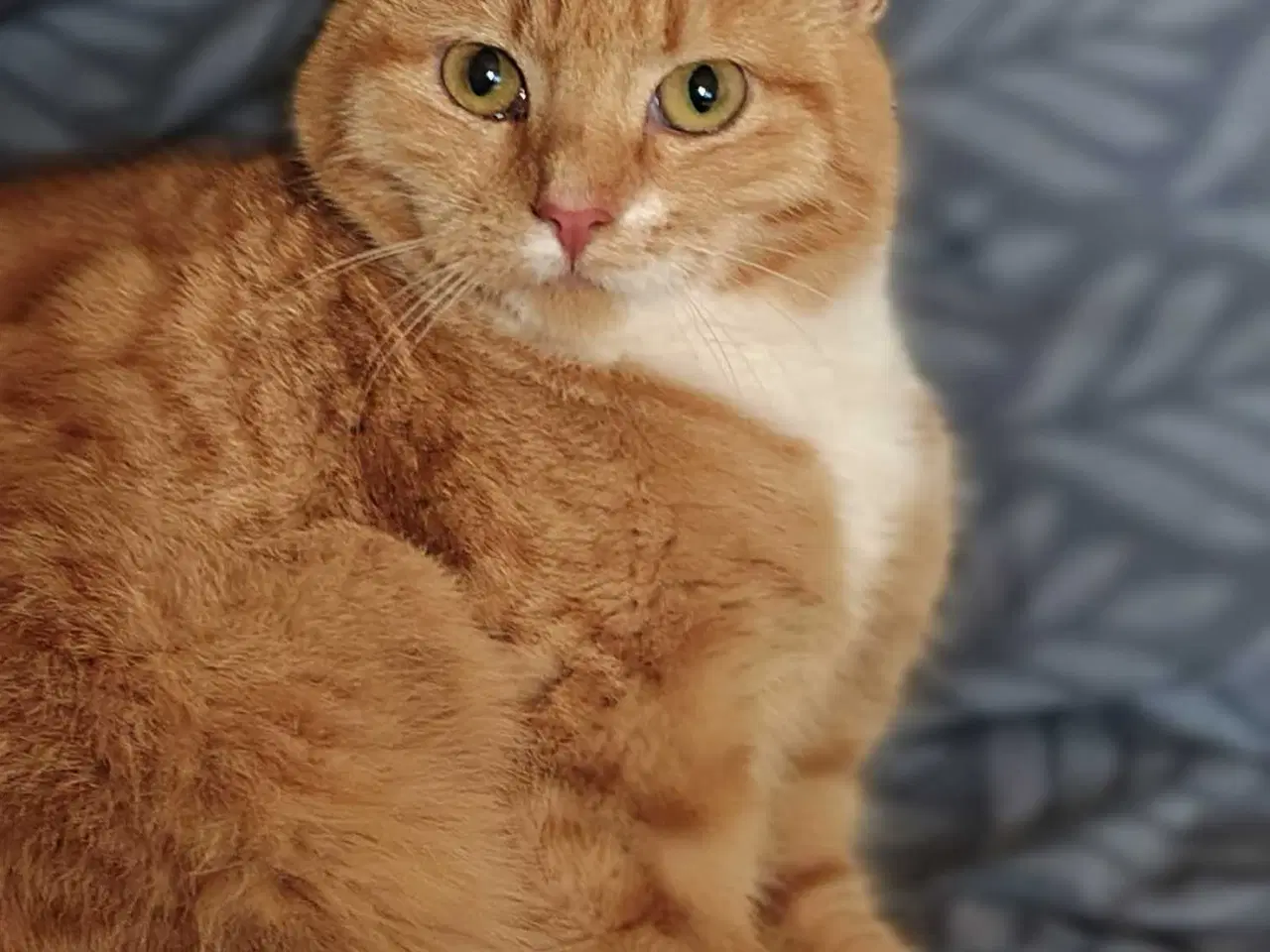 Billede 1 - Rød/Hvid Blandings Hun kat 😺