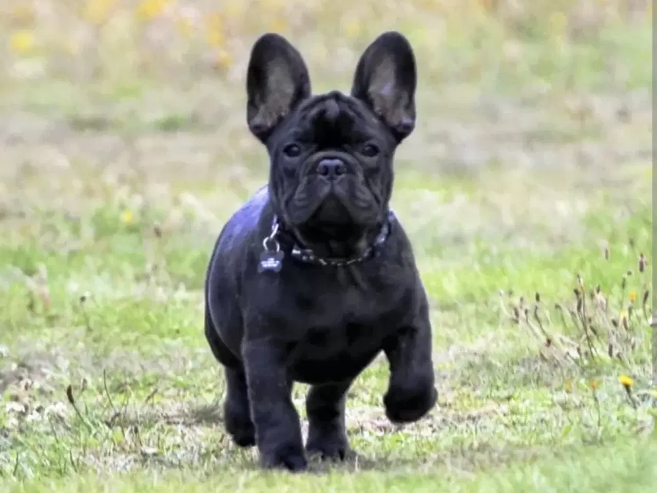 Billede 1 - Ren Fransk Bulldog hvalp søges