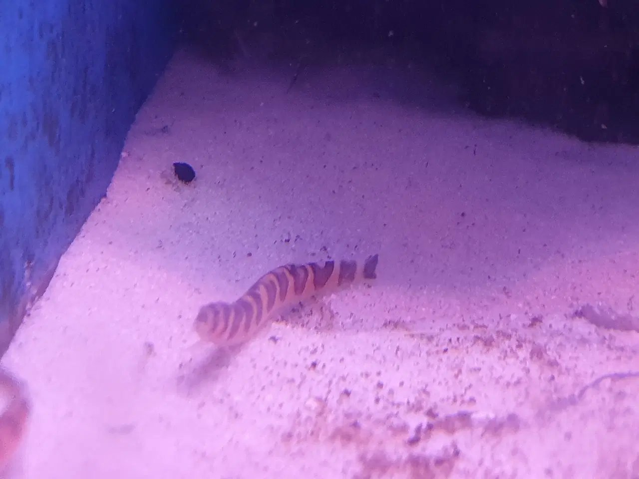 Billede 9 - KUHLI ÅL