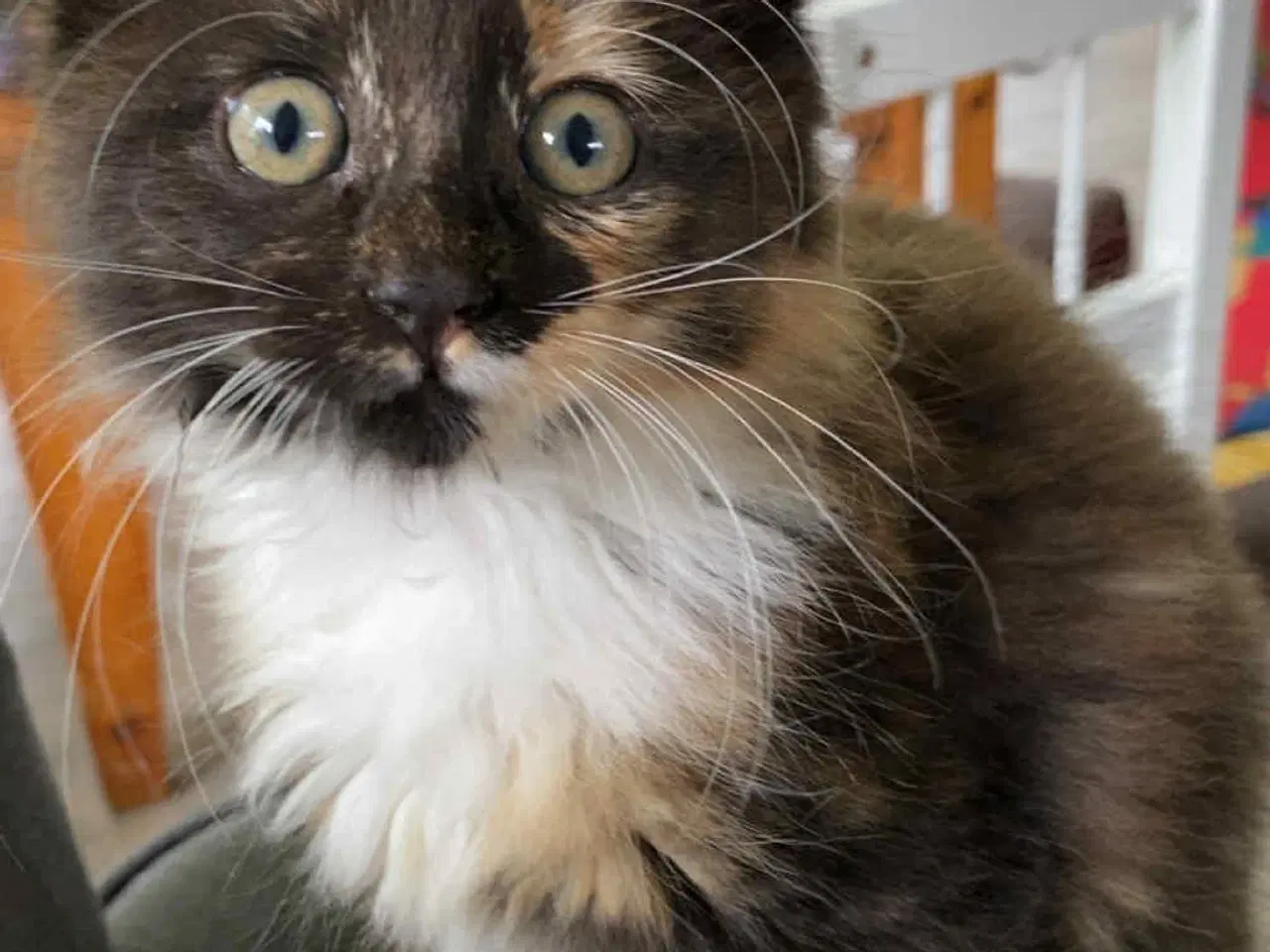 Billede 10 - Main coon blending